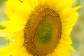 Close-up view of a young sunflower flower Royalty Free Stock Photo