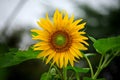 Close-up view of a young sunflower over cloudy sky Royalty Free Stock Photo