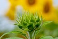Close-up view of a young sunflower over cloudy sky Royalty Free Stock Photo