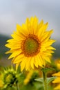 Close-up view of a young sunflower over cloudy sky Royalty Free Stock Photo