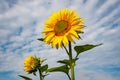 Close-up view of a young sunflowers over cloudy sky Royalty Free Stock Photo