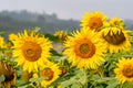 Close-up view of a young sunflowers over cloudy sky Royalty Free Stock Photo