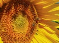 Close-up view of a young sunflowers over cloudy sky Royalty Free Stock Photo