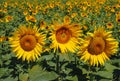 Close-up view of a young sunflowers over cloudy sky Royalty Free Stock Photo