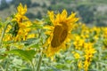 Close-up view of a young sunflowers over cloudy sky Royalty Free Stock Photo