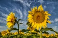 Close-up view of a young sunflowers over cloudy sky Royalty Free Stock Photo