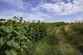 Close-up view of a young sunflowers over cloudy sky Royalty Free Stock Photo