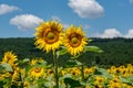 Close-up view of a young sunflowers over cloudy sky Royalty Free Stock Photo