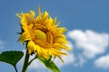 Close-up view of a young sunflowers over cloudy sky Royalty Free Stock Photo