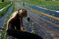 Farmhands tend crops at ecological farm. Royalty Free Stock Photo