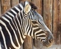 A Close Up View of a Zebra