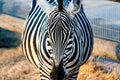 Close Up View of a Zebra Head. Wild Black and White Striped Animal Looking at the Camera and Posing for the Photo Royalty Free Stock Photo