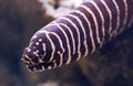 Close-up view of a zebra moray