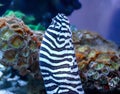 Close-up view of a zebra moray