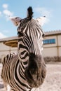 close up view of zebra muzzle on blurred background Royalty Free Stock Photo
