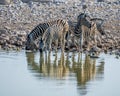 A close up view of Zebras drinking at a waterhole in the Etosha National Park in Namibia