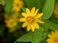 Small yellow creeping zinnia flowers, sanvitalia speciose