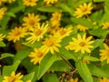 Small yellow creeping zinnia flowers, sanvitalia speciose