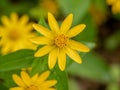 Small yellow creeping zinnia flowers, sanvitalia speciose