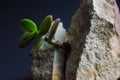 Close-up viewof the gray rock split in two parts with the small green succulent plant. Motivational concept of stamina, strength, Royalty Free Stock Photo