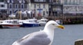 Seagull perched on the quayside, Cornwall, UK Royalty Free Stock Photo