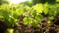 Close up of vigorous grapevine seedlings with budding clusters