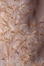 Close-up villus and petals of common reed on background.