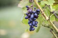 Close-up of vine branch with green leaves and isolated golden blue ripe grape cluster lit by bright sun on blurred colorful bokeh Royalty Free Stock Photo