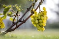 Close-up of vine branch with green leaves and isolated golden yellow ripe grape cluster lit by bright sun on blurred colorful Royalty Free Stock Photo