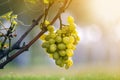 Close-up of vine branch with green leaves and isolated golden yellow ripe grape cluster lit by bright sun on blurred colorful Royalty Free Stock Photo