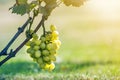 Close-up of vine branch with green leaves and isolated golden yellow ripe grape cluster lit by bright sun on blurred colorful Royalty Free Stock Photo