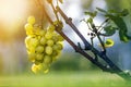 Close-up of vine branch with green leaves and isolated golden yellow ripe grape cluster lit by bright sun on blurred colorful Royalty Free Stock Photo