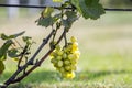 Close-up of vine branch with green leaves and isolated golden yellow ripe grape cluster lit by bright sun on blurred colorful Royalty Free Stock Photo