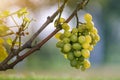 Close-up of vine branch with green leaves and isolated golden yellow ripe grape cluster lit by bright sun on blurred colorful Royalty Free Stock Photo