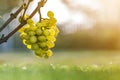 Close-up of vine branch with green leaves and isolated golden yellow ripe grape cluster lit by bright sun on blurred colorful Royalty Free Stock Photo