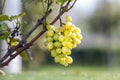 Close-up of vine branch with green leaves and isolated golden yellow ripe grape cluster lit by bright sun on blurred colorful Royalty Free Stock Photo