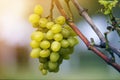 Close-up of vine branch with green leaves and isolated golden yellow ripe grape cluster lit by bright sun on blurred colorful Royalty Free Stock Photo