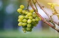 Close-up of vine branch with green leaves and isolated golden yellow ripe grape cluster lit by bright sun on blurred colorful Royalty Free Stock Photo