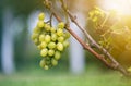 Close-up of vine branch with green leaves and isolated golden yellow ripe grape cluster lit by bright sun on blurred colorful Royalty Free Stock Photo