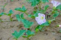 Convolvulus arvensis