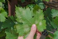 Closeup of vine grape leaf affected by Downy Mildew Plasmopara vitikola