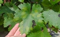 Closeup of vine grape leaf affected by Downy Mildew Plasmopara vitikola