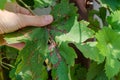 Closeup of vine grape leaf affected by Downy Mildew Plasmopara vitikola