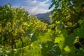 Close up vine leaves against vineyard and blue sky background Royalty Free Stock Photo