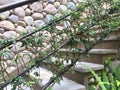 Close Up of Vines Growing up Stairway