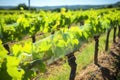 close-up of vineyard bird deterrent tapes fluttering