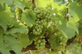 Green grapes in a vineyard in France Royalty Free Stock Photo