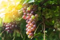 Close up of vineyard with ripe grapes Royalty Free Stock Photo