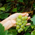 Close up of vineyard worker picking white wine grapes Royalty Free Stock Photo