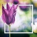 Close up vintage photo of Pink violet tulip. It is beautiful nature background with flower and blurred background. There is a Royalty Free Stock Photo